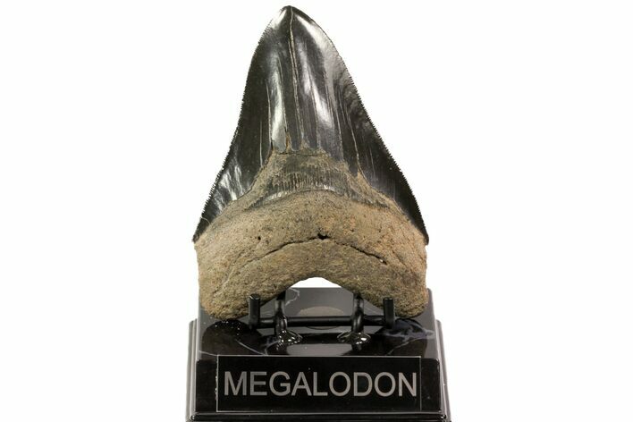 Serrated, Fossil Megalodon Tooth - Georgia #78205